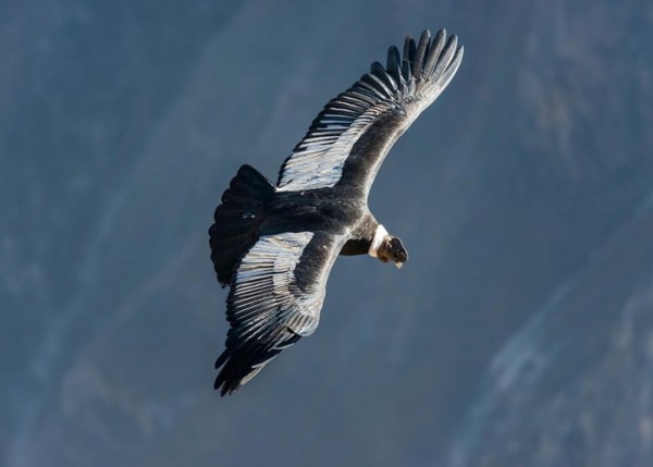 Colca al Paso